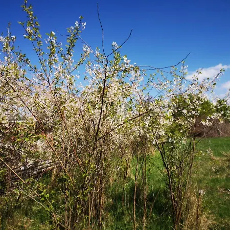 Huus An`t Dörpsdiek *